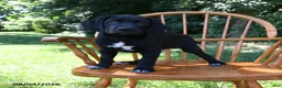 Mixed Breed dogs for sale: Bolt - Ad 4