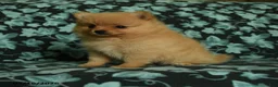 Pomeranian dogs for sale: Deana - Ad 5