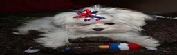 Maltese dogs for sale: Maci - Ad 13