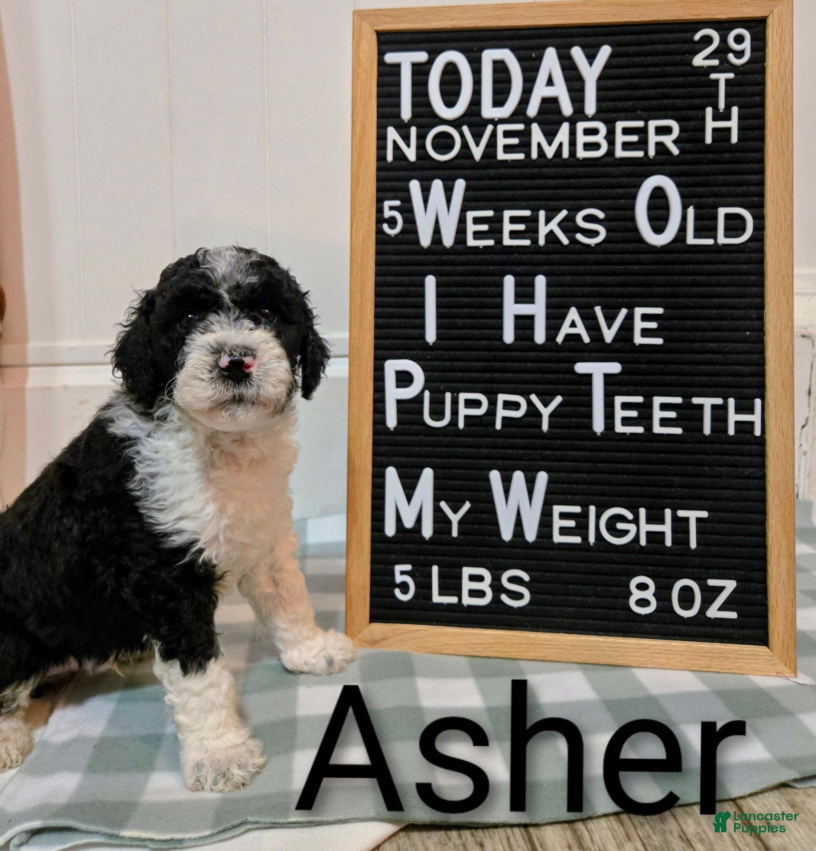 Mixed Breed dogs Asher - Ad 2
