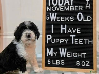 Mixed Breed dogs Asher - Ad 26