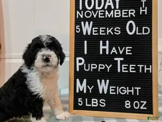 Mixed Breed dogs Asher - Ad 35