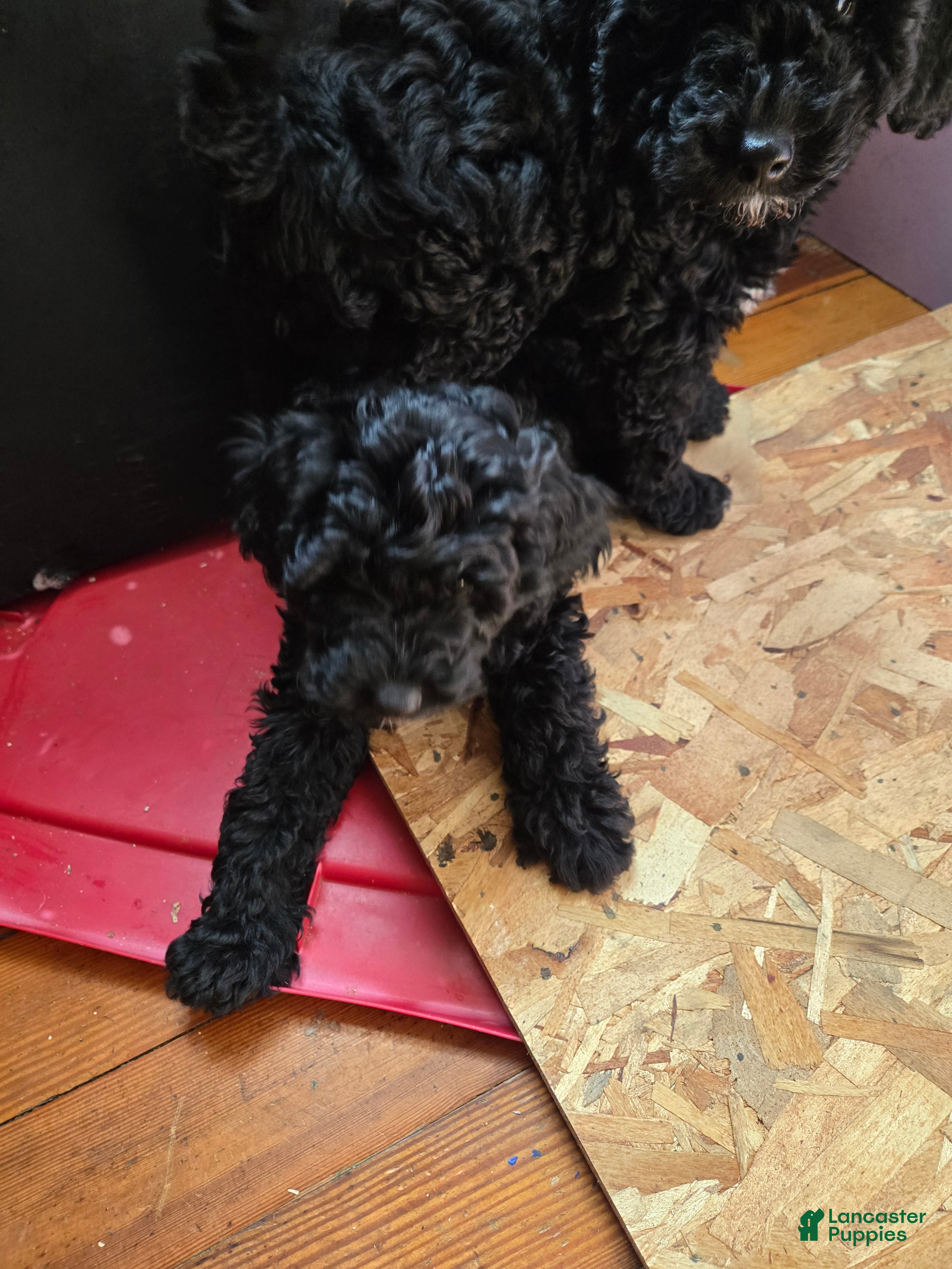 Miniature Poodle dogs Iris  - Ad 1