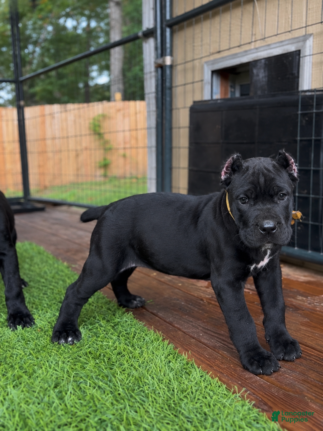 Cane Corso dogs London - Ad 1