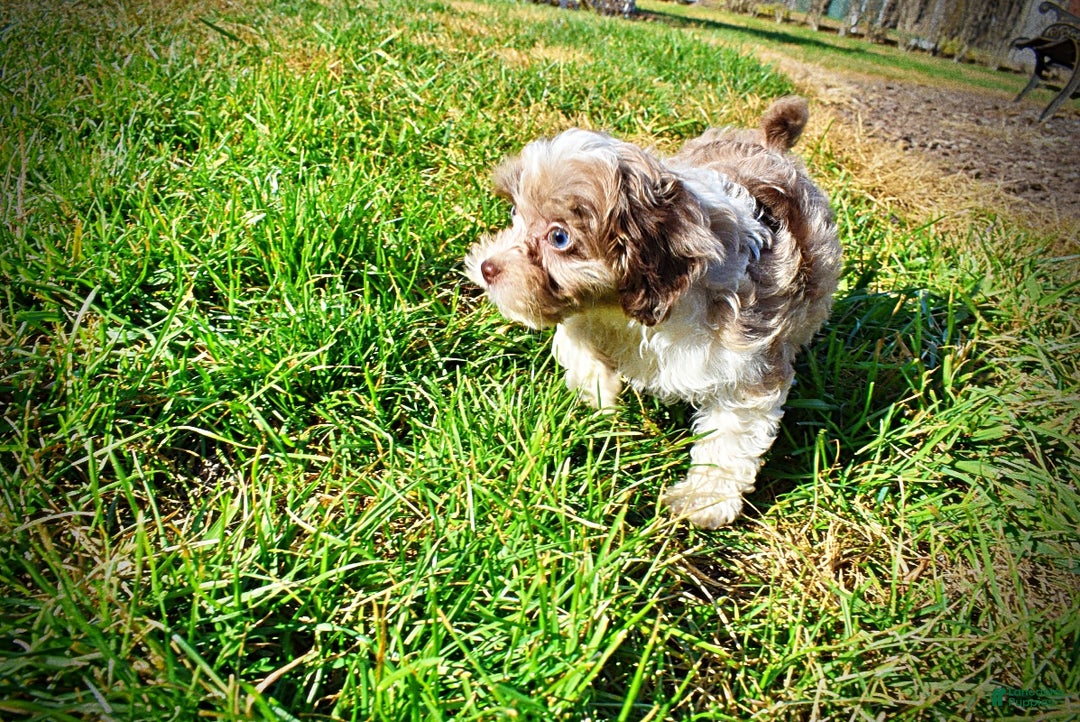 Havapoo dogs for sale: Olivia - Ad 10