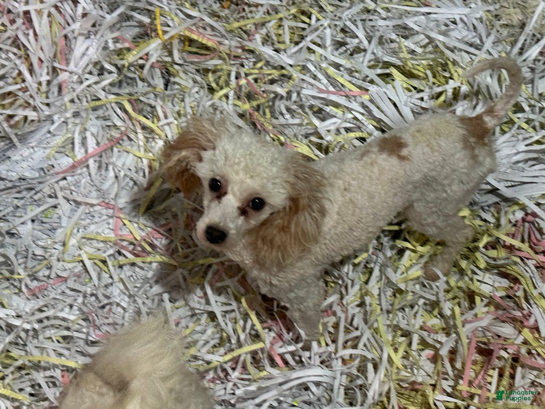 Miniature Poodle dogs for sale: Miniature Poodle Puppy 2 - Ad 1