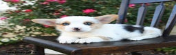 Welsh Corgi Pembroke dogs for sale: Chump - Ad 2