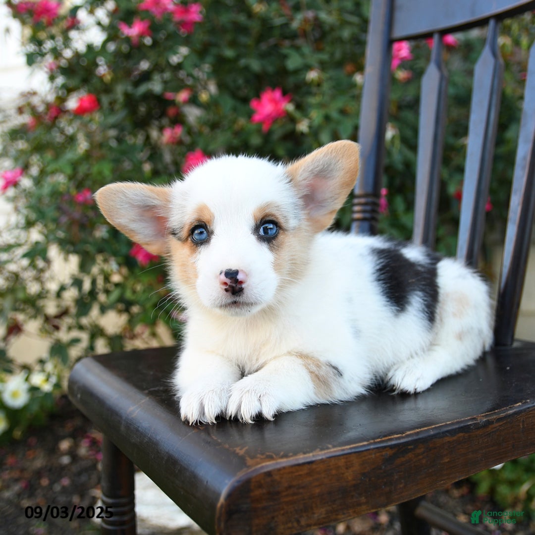 Welsh Corgi Pembroke dogs for sale: Chump - Ad 2