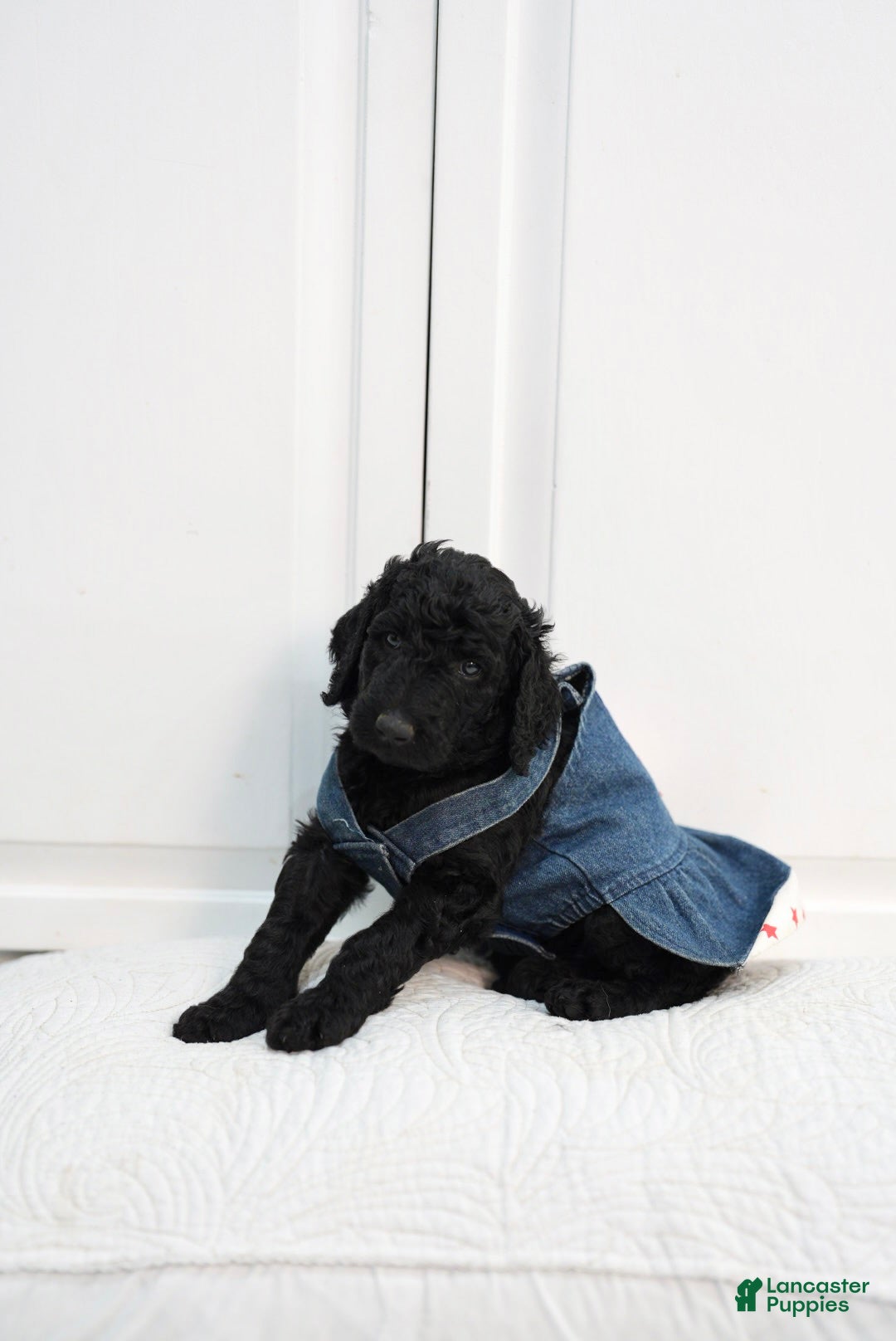 Standard Poodle dogs for sale: Standard Poodle 5 - Ad 3