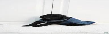 Standard Poodle 5