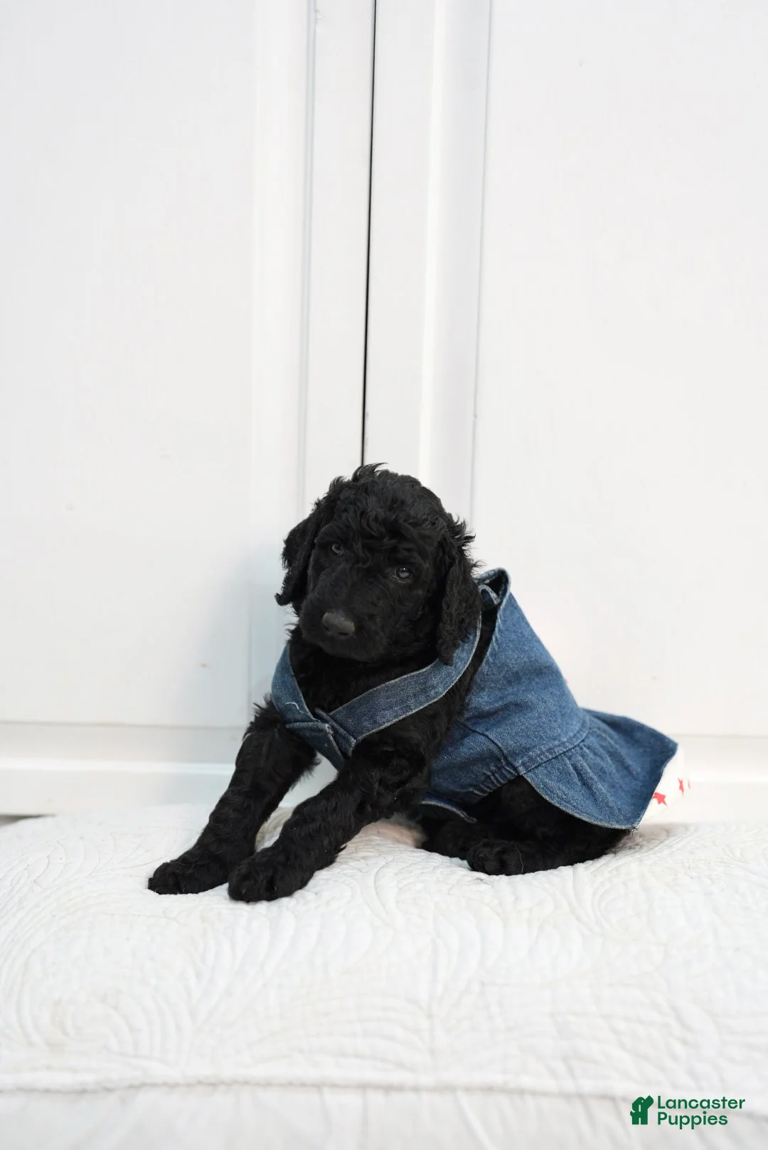 Standard Poodle dogs for sale: Standard Poodle 5 - Ad 1