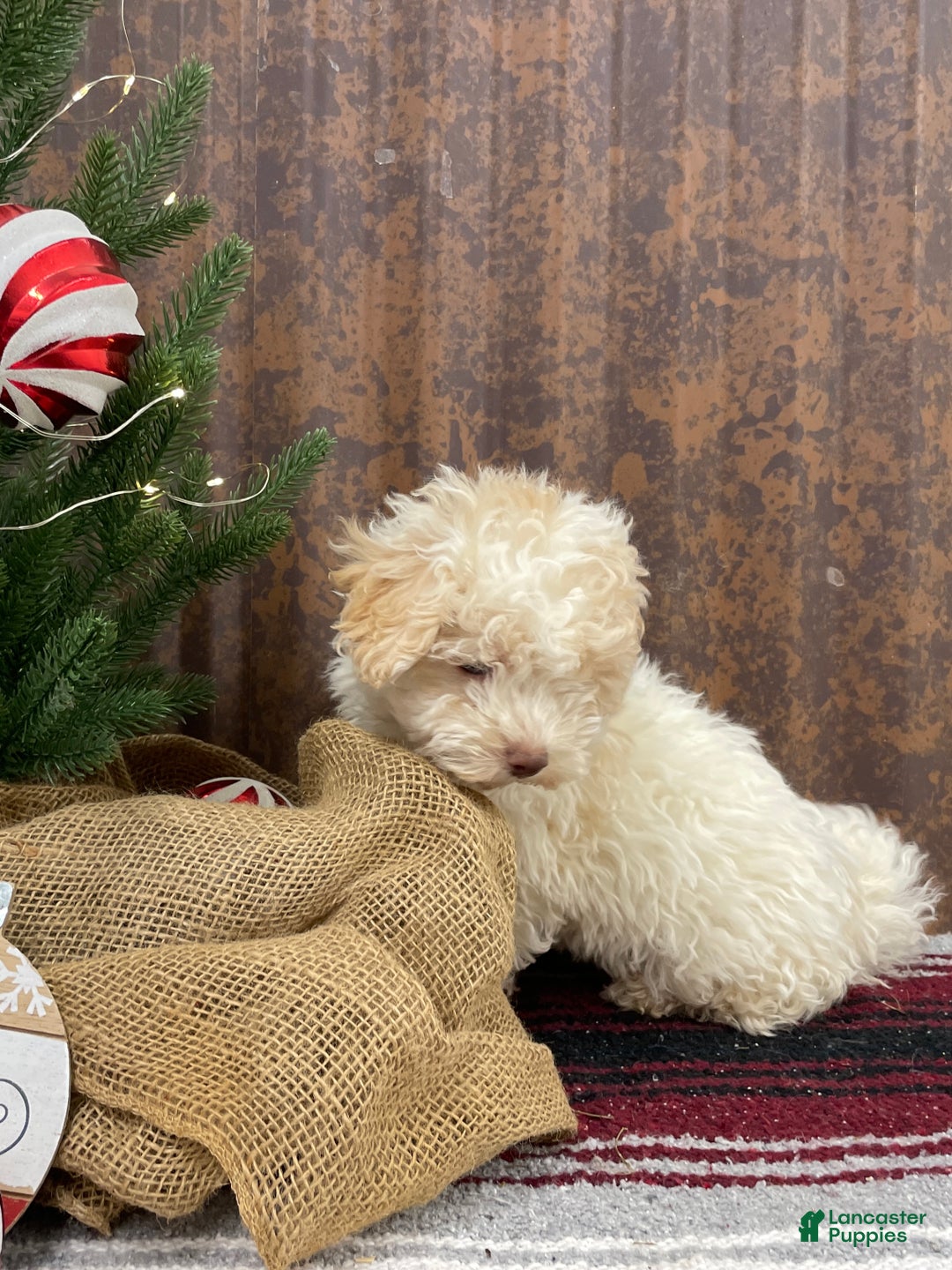 Miniature Poodle dogs for sale: Sheldon - Ad 12