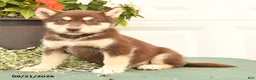 Alaskan Malamute dogs for sale: Coral - Ad 3