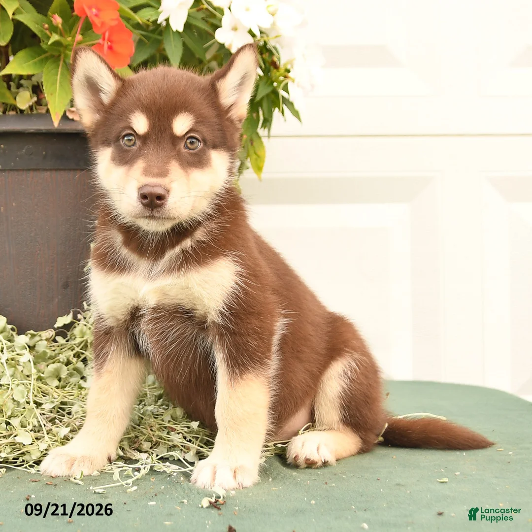 Alaskan Malamute dogs for sale: Coral - Ad 3