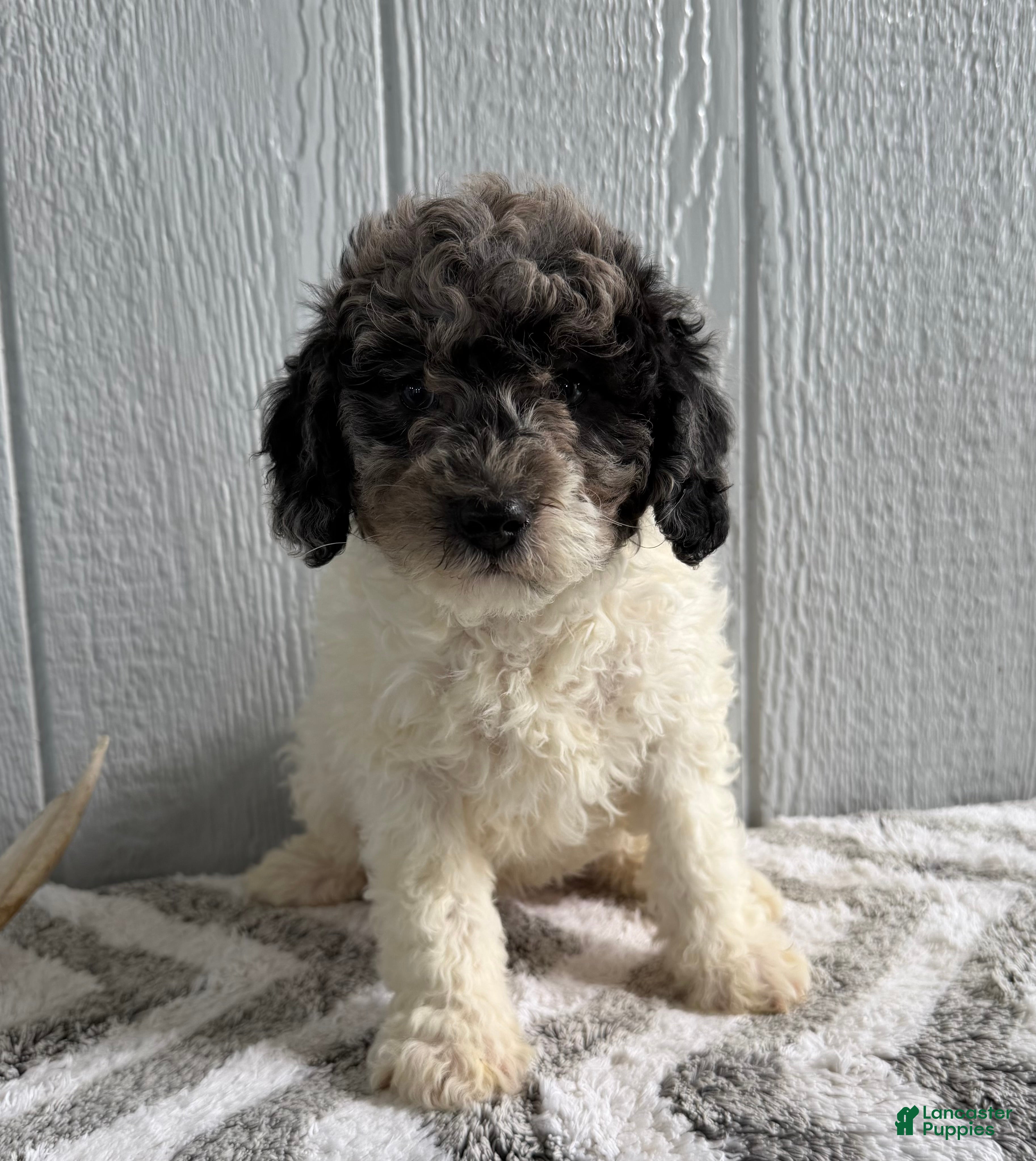 Mini Bernedoodle dogs Luke - Ad 1