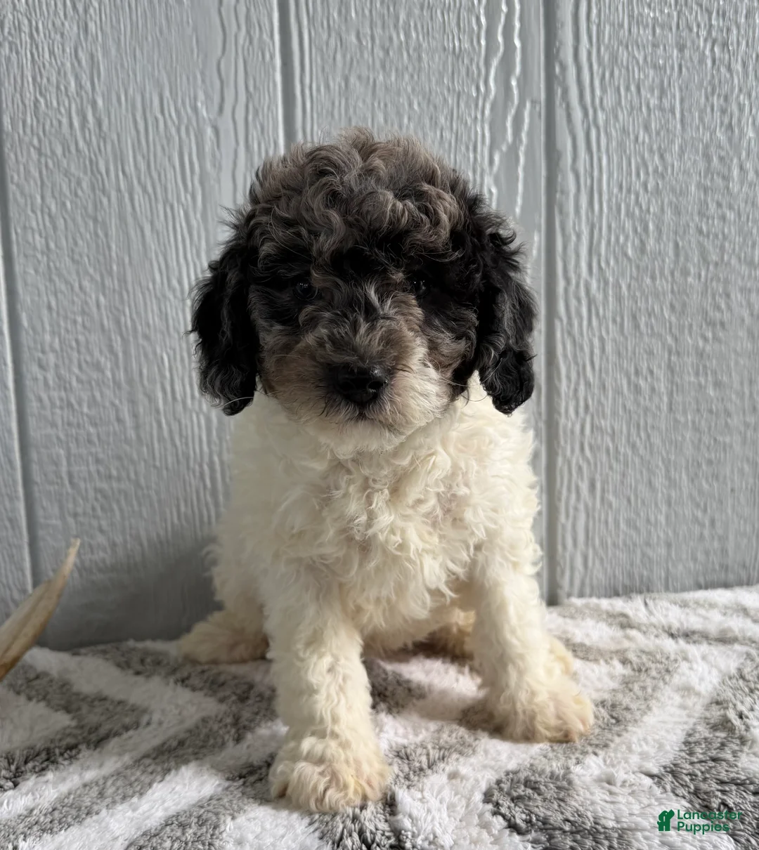 Mini Bernedoodle dogs for sale: Luke - Ad 1