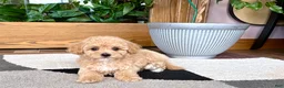 Mixed Breed dogs for sale: Mixed Breed 2 - Ad 4