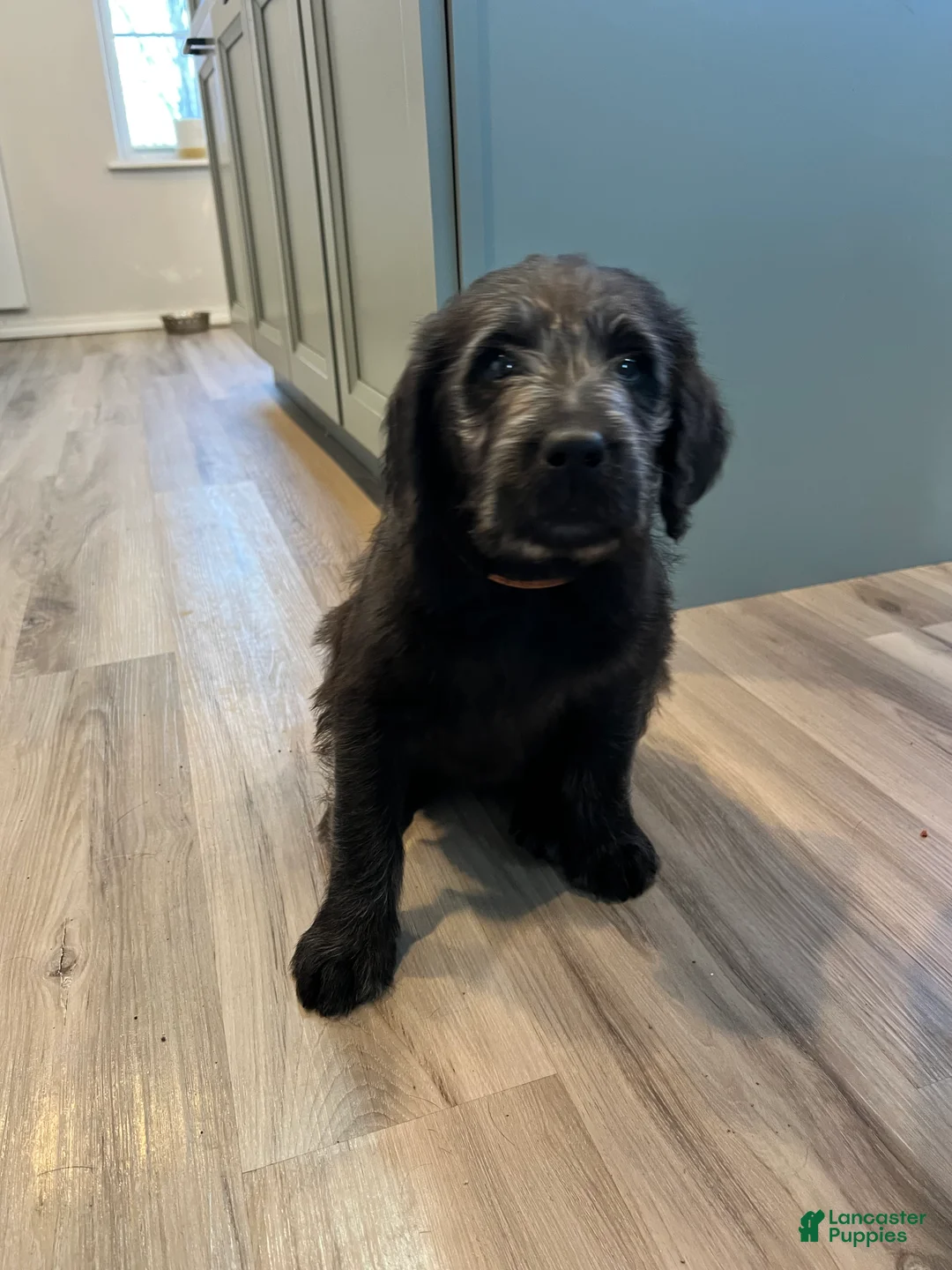 Labradoodle dogs for sale: Lucky  - Ad 1
