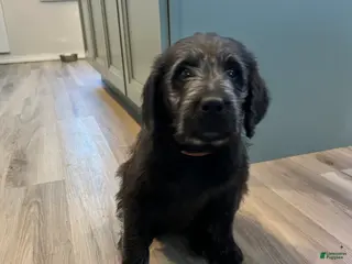 Labradoodle dogs Lucky - Ad 18