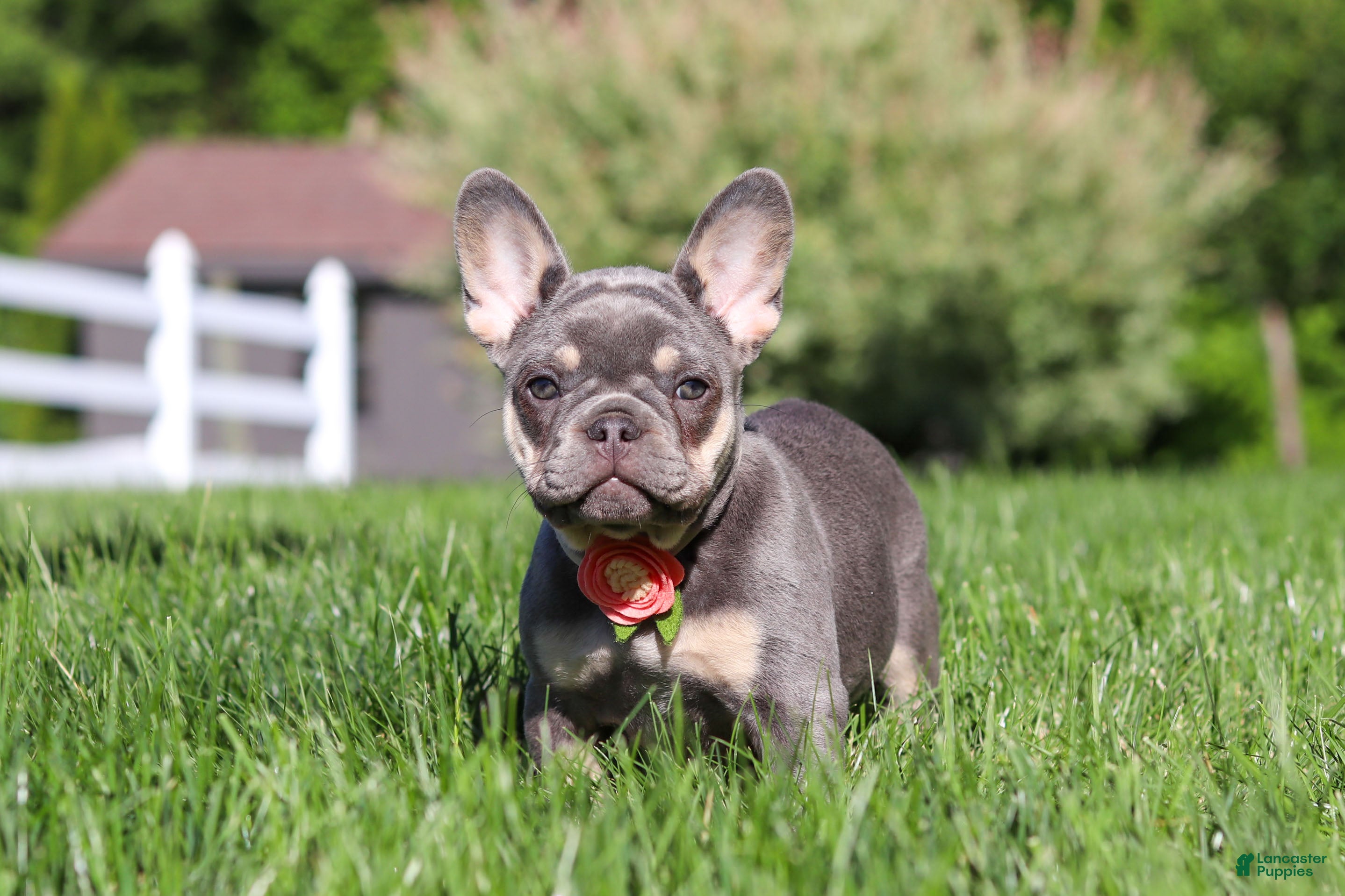 French Bulldog dogs for sale: Bailey - Ad 1