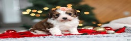 Cavachon dogs for sale: Dixie  - Ad 1