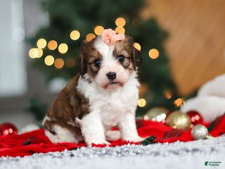 Cavachon dogs Dixie - Ad 30