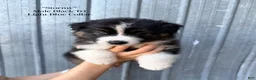 Australian Shepherd dogs for sale: Stormy - Ad 1