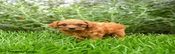 Miniature Poodle dogs for sale: Tucker - Ad 8