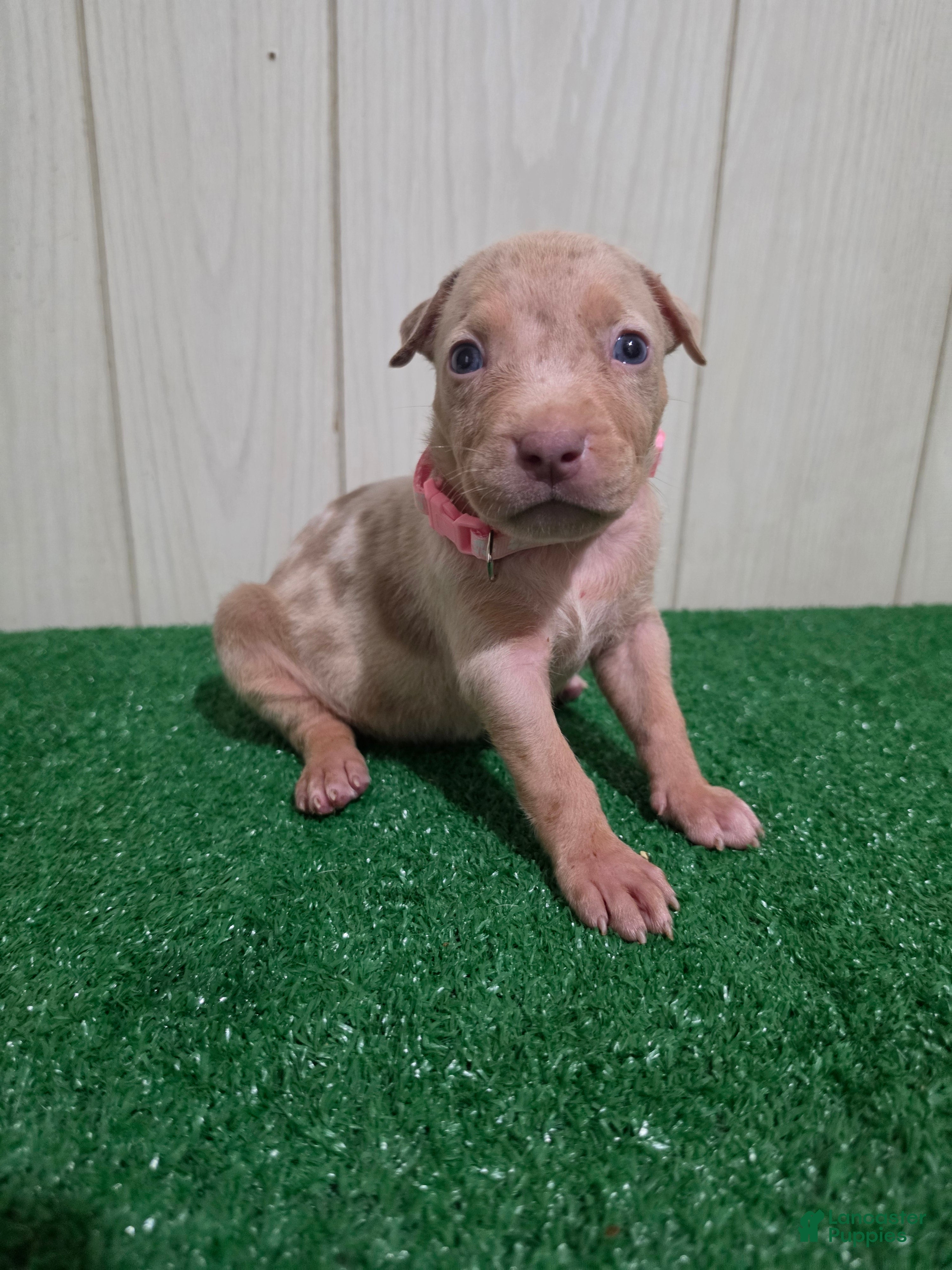 American Bully XL Puppy 9 (Light Pink Collar)