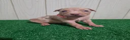 American Bully dogs for sale: American Bully XL Puppy 9 (Light Pink Collar) - Ad 1