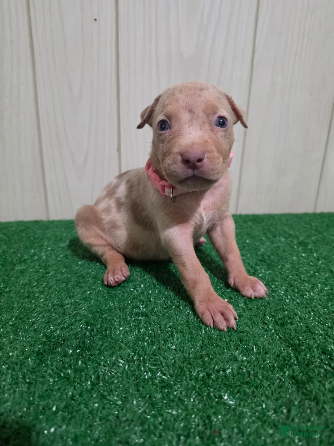 American Bully dogs for sale: American Bully XL Puppy 9 (Light Pink Collar) - Ad 1