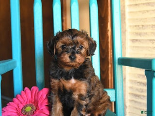 Yorkiepoo dogs - Ad 38
