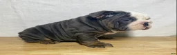 English Bulldog dogs for sale: Tank - Ad 4