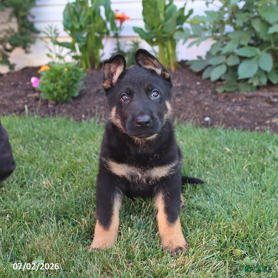 German Shepherd dogs Sailor - Ad 1
