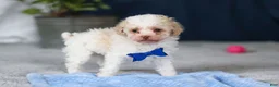 Toy Poodle dogs for sale: Crisco - Ad 7