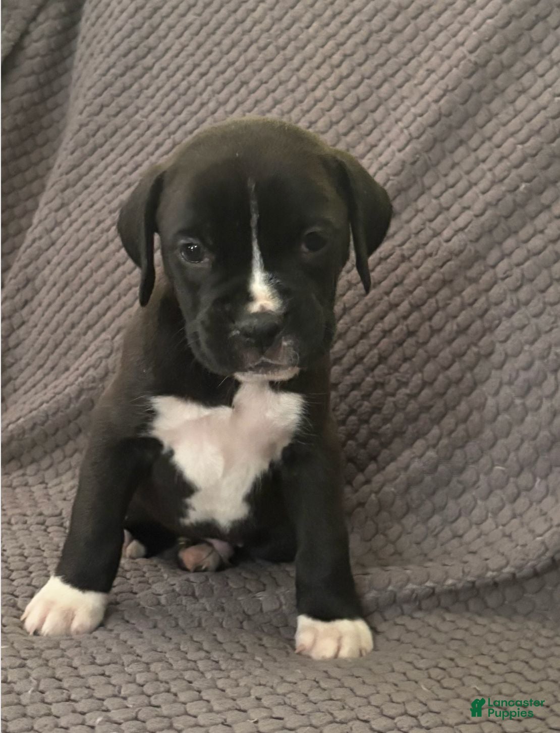 Boxer dogs Boxer 1 - Ad 2