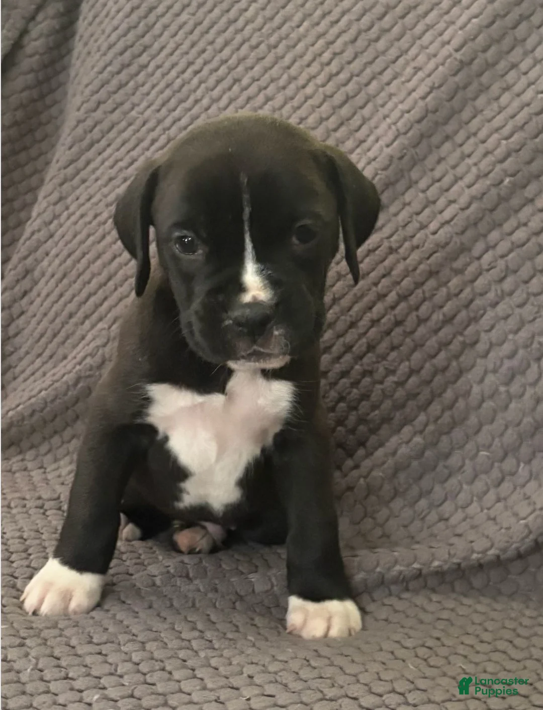 Boxer dogs for sale: Boxer 1 - Ad 2