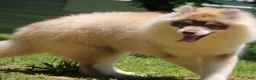 Pomsky dogs for sale: Josee  - Ad 3