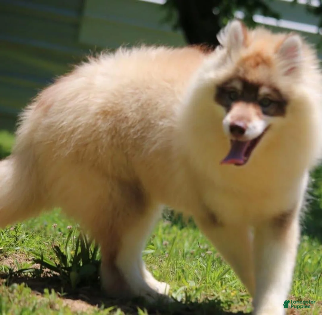 Pomsky dogs for sale: Josee  - Ad 3