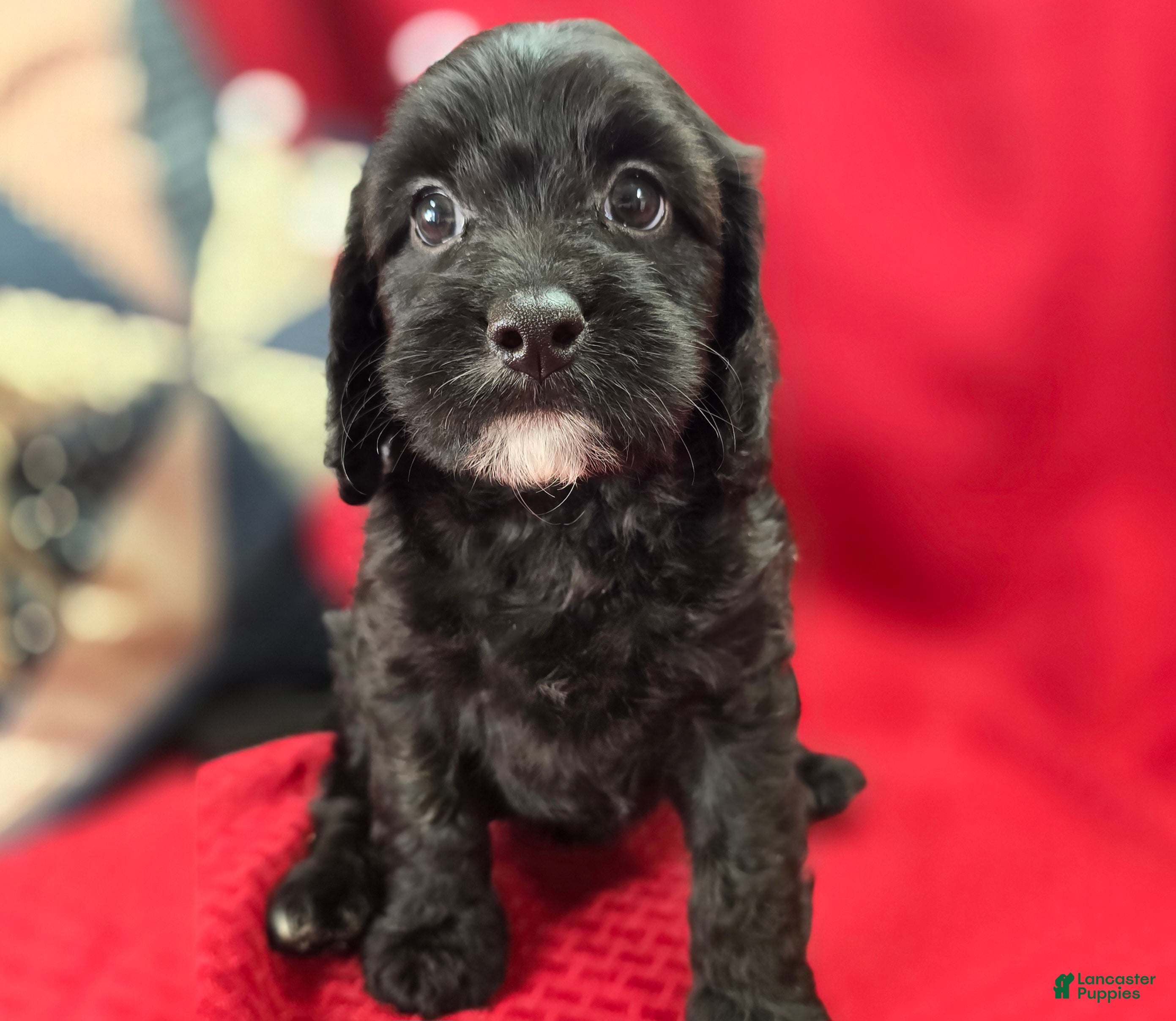 Cavapoo dogs Paisley - Ad 31