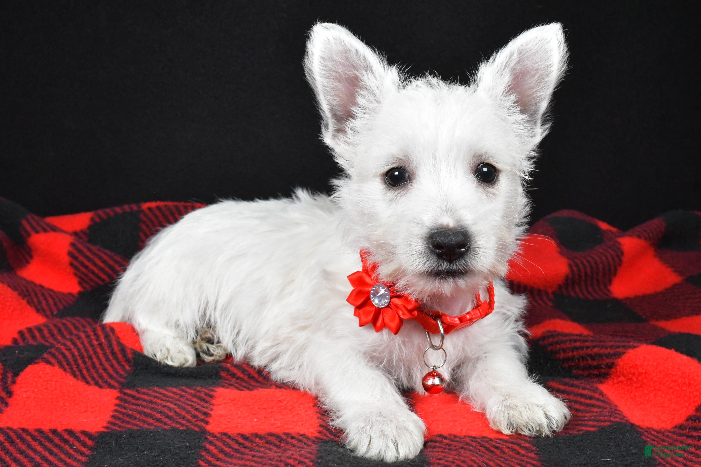 West Highland Terrier dogs Eva - Ad 13