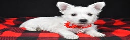West Highland Terrier dogs for sale: Eva - Ad 1