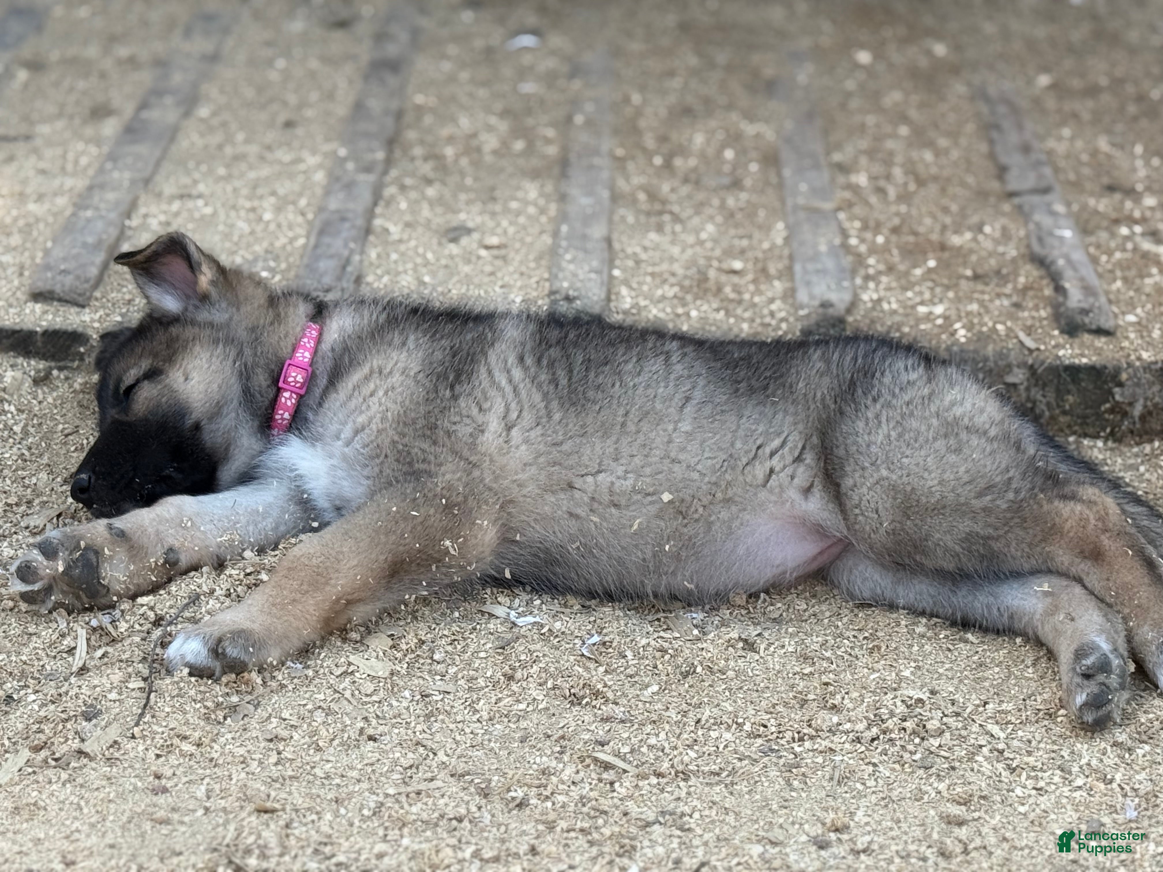 Gerberian Shepsky dogs Rogue - Ad 2