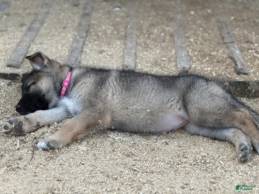 Gerberian Shepsky dogs for sale: Rogue - Ad 2