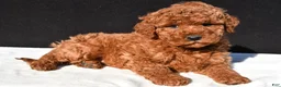 Mini Goldendoodle dogs for sale: Jade - Ad 10