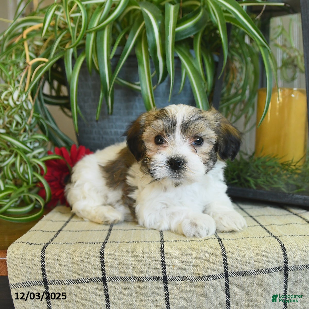 Havanese dogs Slate - Ad 1