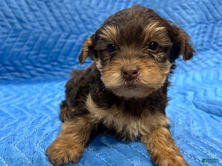Yorkiepoo dogs Jordan - Ad 3