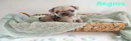 French Bulldog dogs for sale: French Bulldog Puppy 5 - Ad 3
