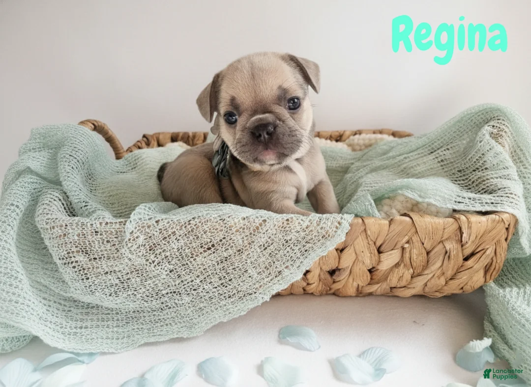 French Bulldog dogs for sale: French Bulldog Puppy 5 - Ad 3