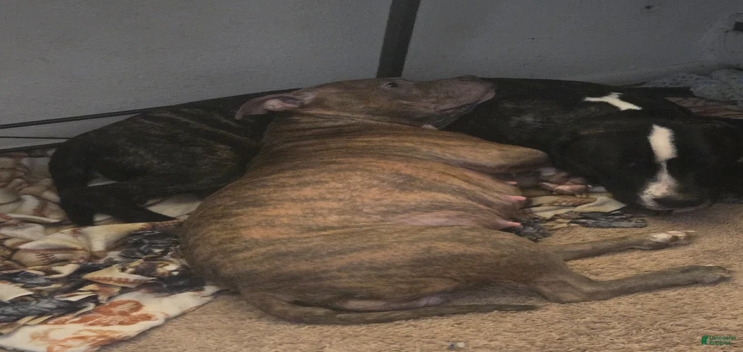 Gallery Image {{count}}